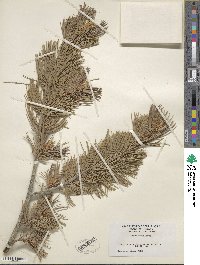 Pinus flexilis image