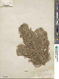 Pinus flexilis image