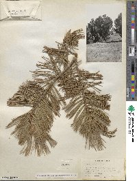 Pinus flexilis image