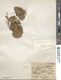 Pinus flexilis image