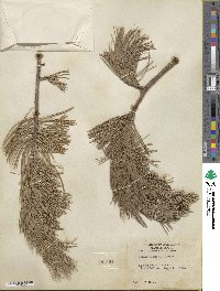 Pinus flexilis image