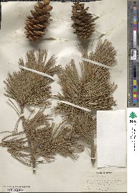 Pinus flexilis image