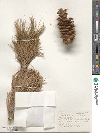 Pinus flexilis image