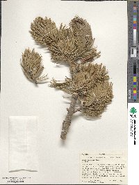 Pinus flexilis image