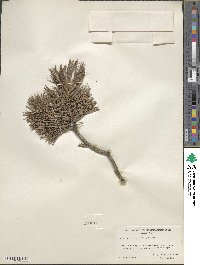 Pinus flexilis image