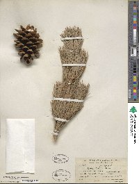 Pinus flexilis image