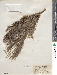 Pinus flexilis image