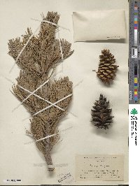 Pinus flexilis image