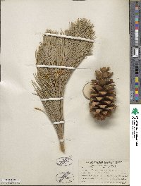 Pinus flexilis image