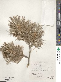 Pinus flexilis image