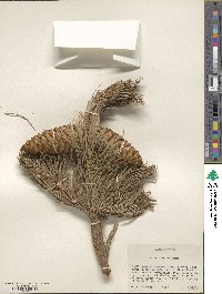 Pinus flexilis image