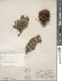 Pinus flexilis image