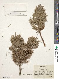 Pinus flexilis image