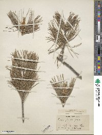 Pinus flexilis image