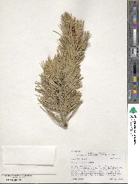 Pinus flexilis image