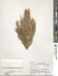 Pinus flexilis image