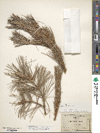 Pinus flexilis image