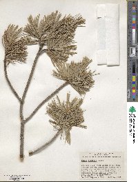 Pinus flexilis image