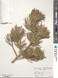 Pinus flexilis image