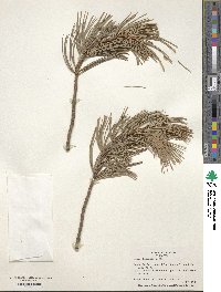 Pinus flexilis image