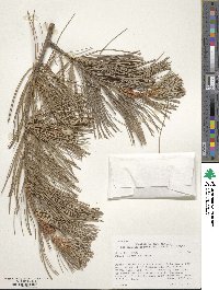 Pinus flexilis image