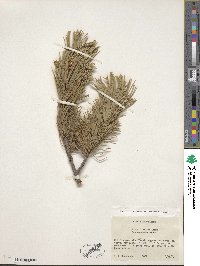 Pinus flexilis image