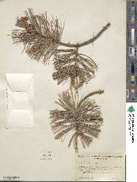 Pinus flexilis image