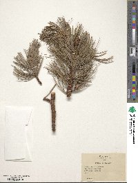 Pinus flexilis image