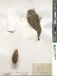 Pinus flexilis image