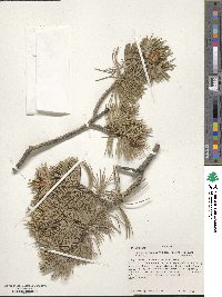 Pinus flexilis image