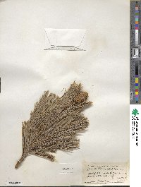 Pinus flexilis image