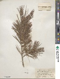 Pinus flexilis image