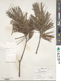 Pinus flexilis image