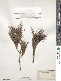 Pinus glabra image