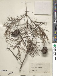 Pinus glabra image