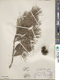 Pinus glabra image