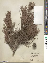 Pinus glabra image