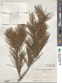 Pinus glabra image