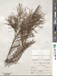 Pinus glabra image