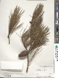 Pinus glabra image