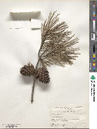 Pinus glabra image