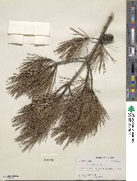 Pinus glabra image