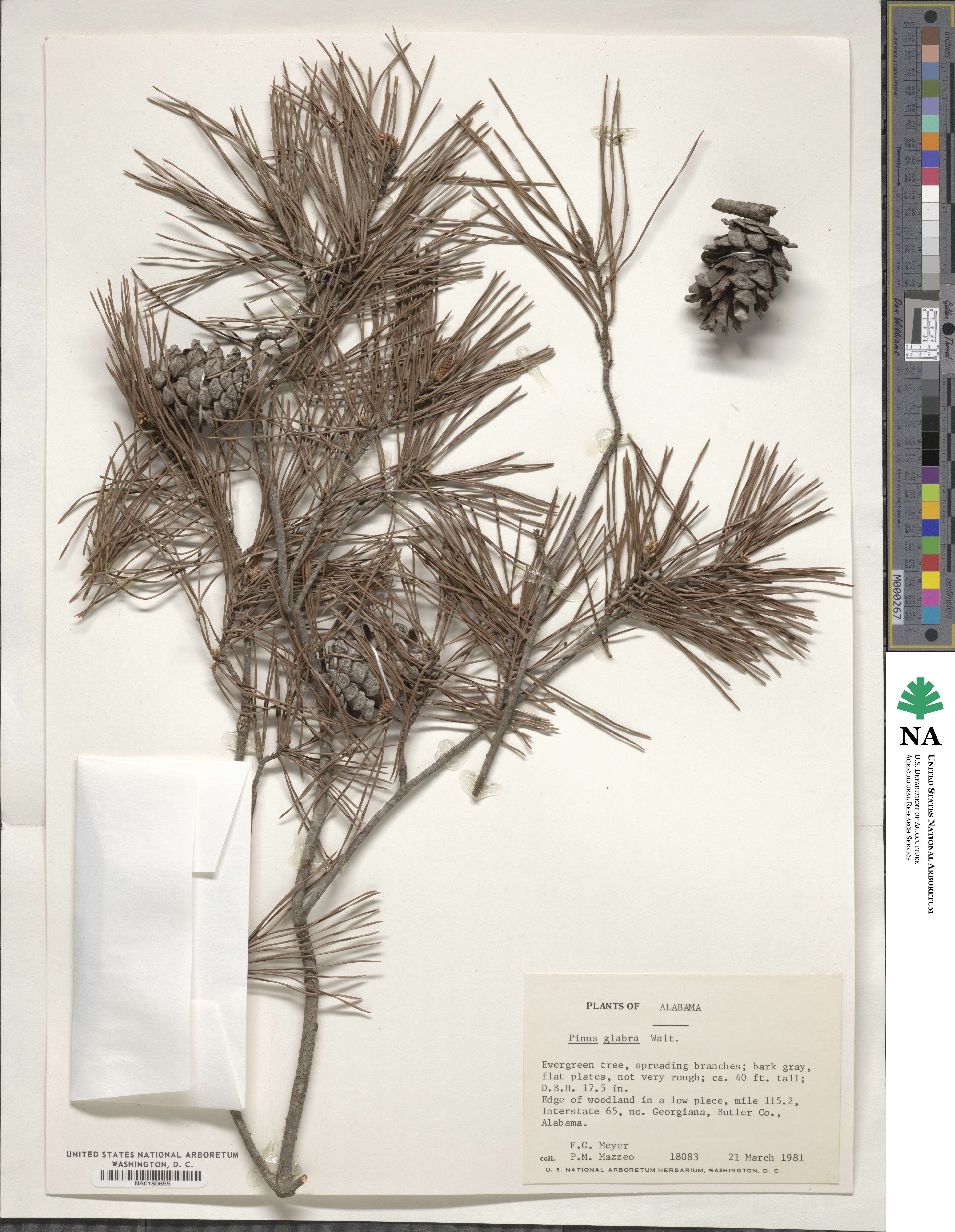 Pinus glabra image
