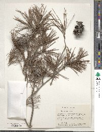 Pinus glabra image