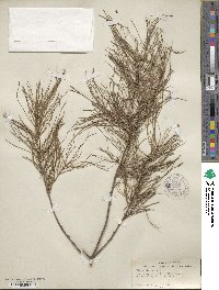 Pinus glabra image