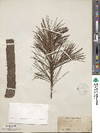 Pinus glabra image