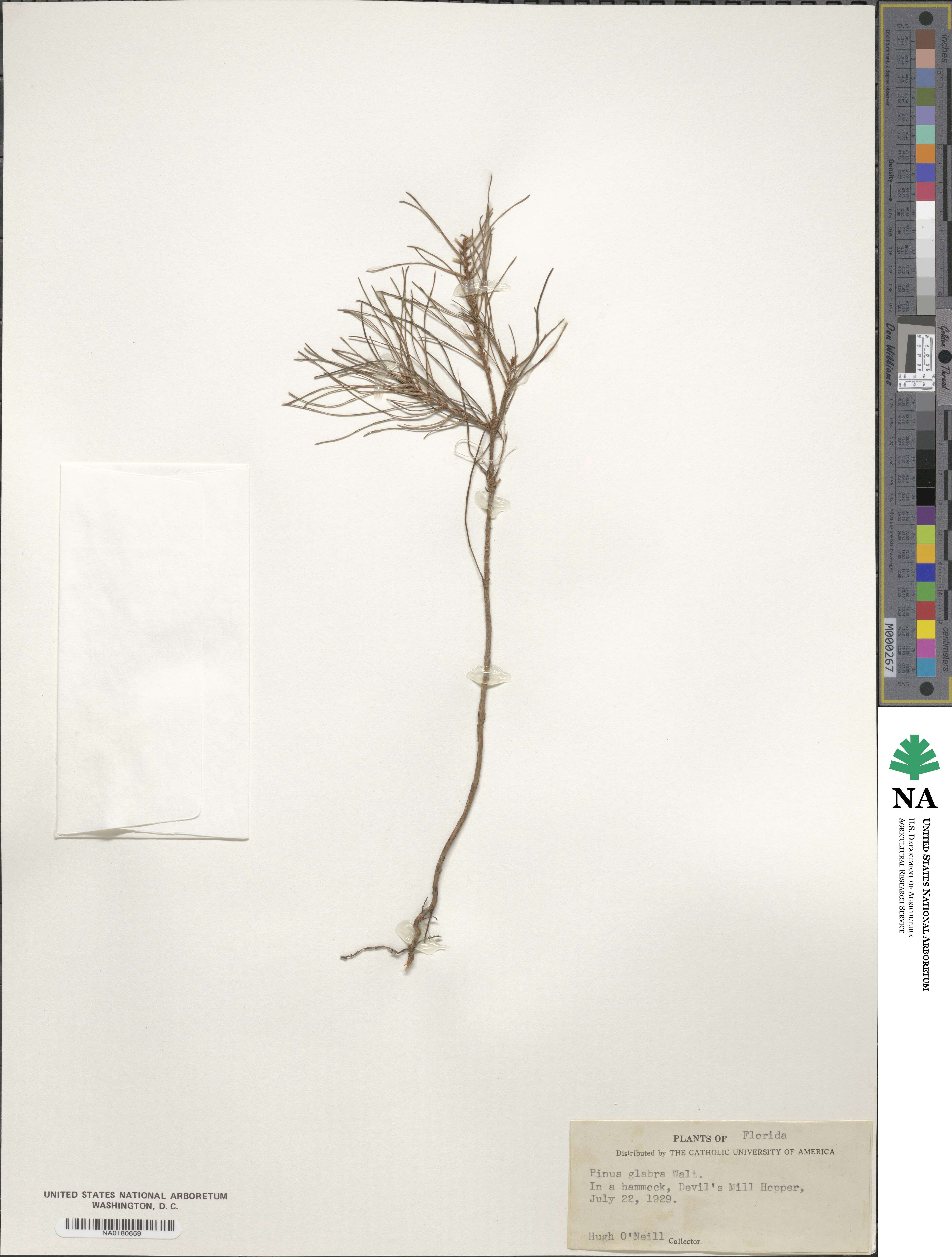 Pinus glabra image