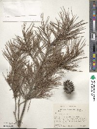 Pinus glabra image