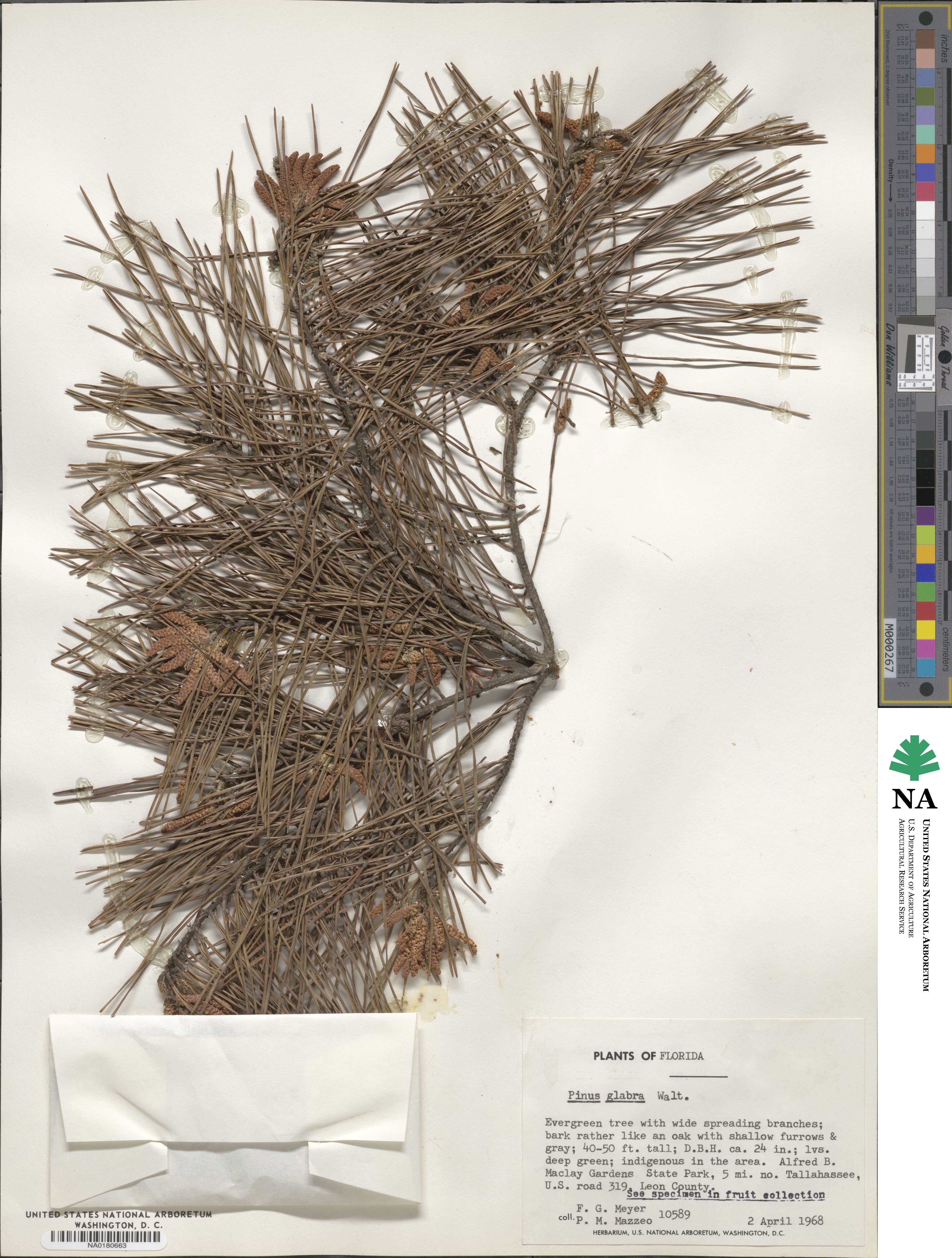 Pinus glabra image