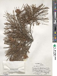 Pinus glabra image